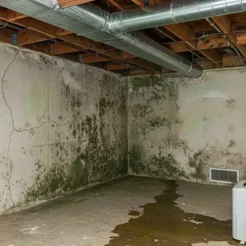 Professional Mold Removal in Orchard City, CO